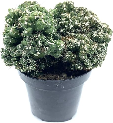 Miniatura 6 de Cactus vivo grande de 8 pulgadas  planta suculenta, cactus Brian Mammillaria Elongata Cristata. Totalmente enraizado, resistente y tolerante a la