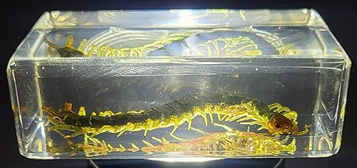 Miniatura 220 de Escarabajo de algodoncillo azul cobalto real de 1.732 in en espécimen de resina de lucita cristalina, insectos, insectos preservados, colección