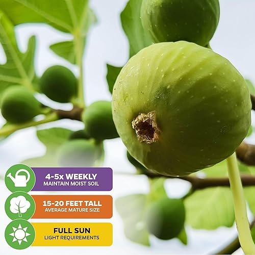 Miniatura 4 de Lattarula Honey Fig (miel italiana) - Ficus carica by Wellspring Gardens - Planta de inicio para tu jardín y patio - Cultiva tu propio árbol frutal