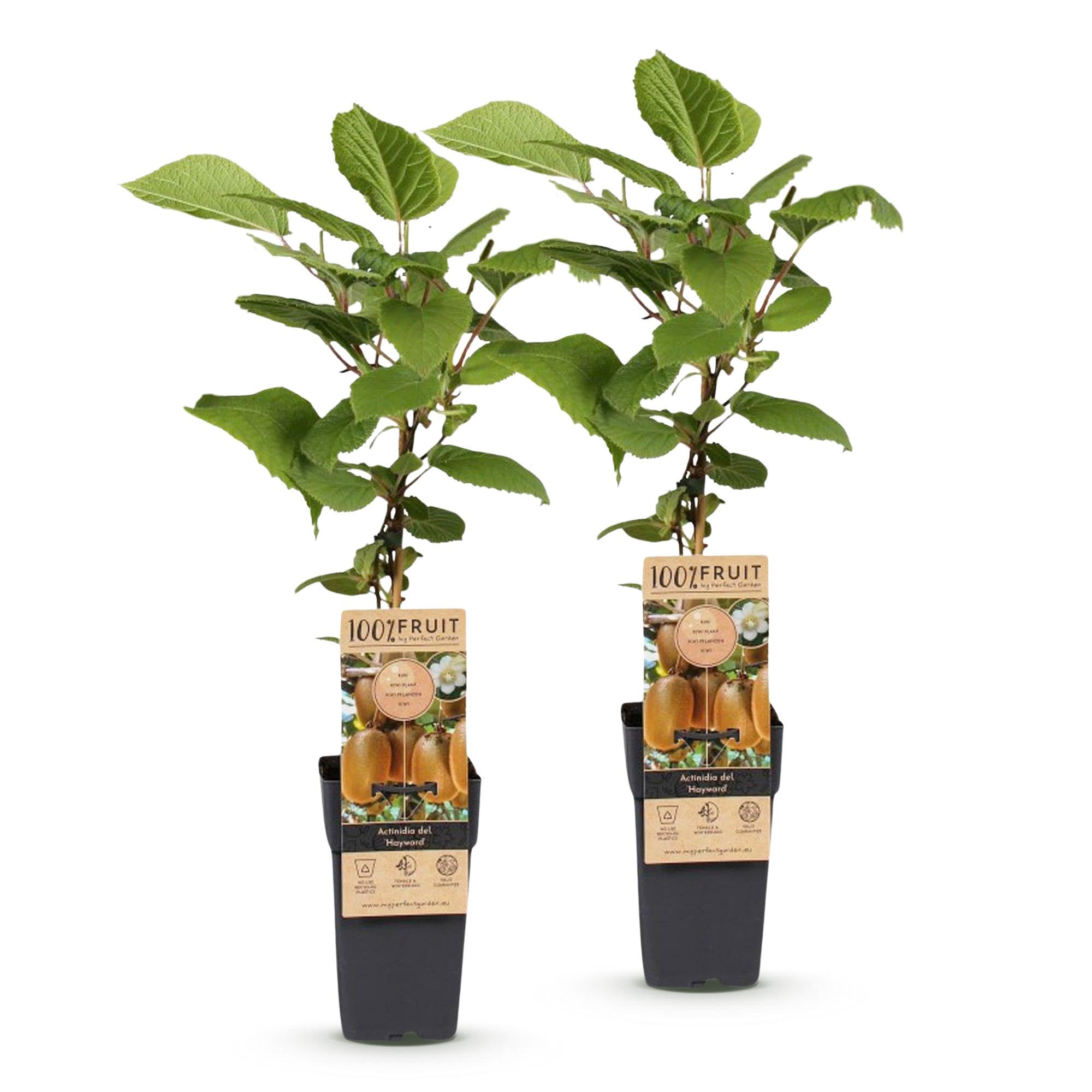Plantas de Kiwi Hembra Hayward, para Jardín, Verde, Pack de 2, 50 cm