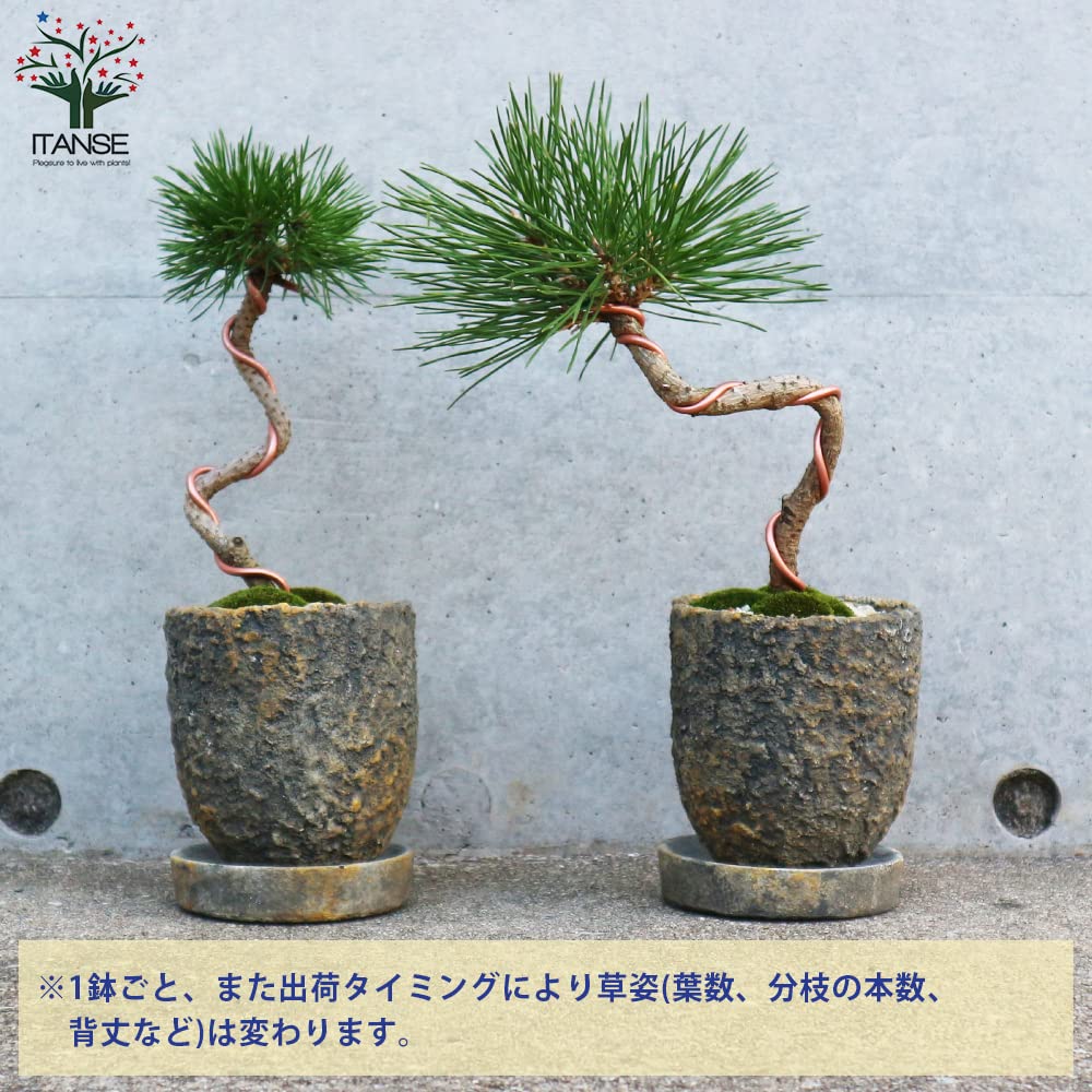 Amazon.co.jp: 黒松・ねじり曲付け小盆栽 10cmわびさび荒素焼鉢