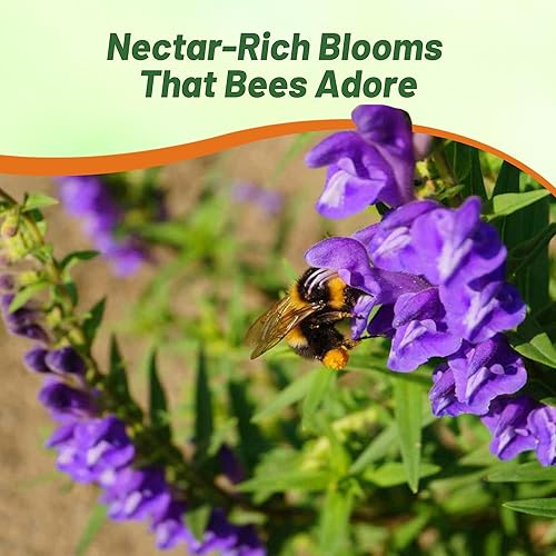 Miniatura 7 de Outsidepride Planta de jardín de hierbas medicinales con tapa de calavera china o baical - 200 semillas