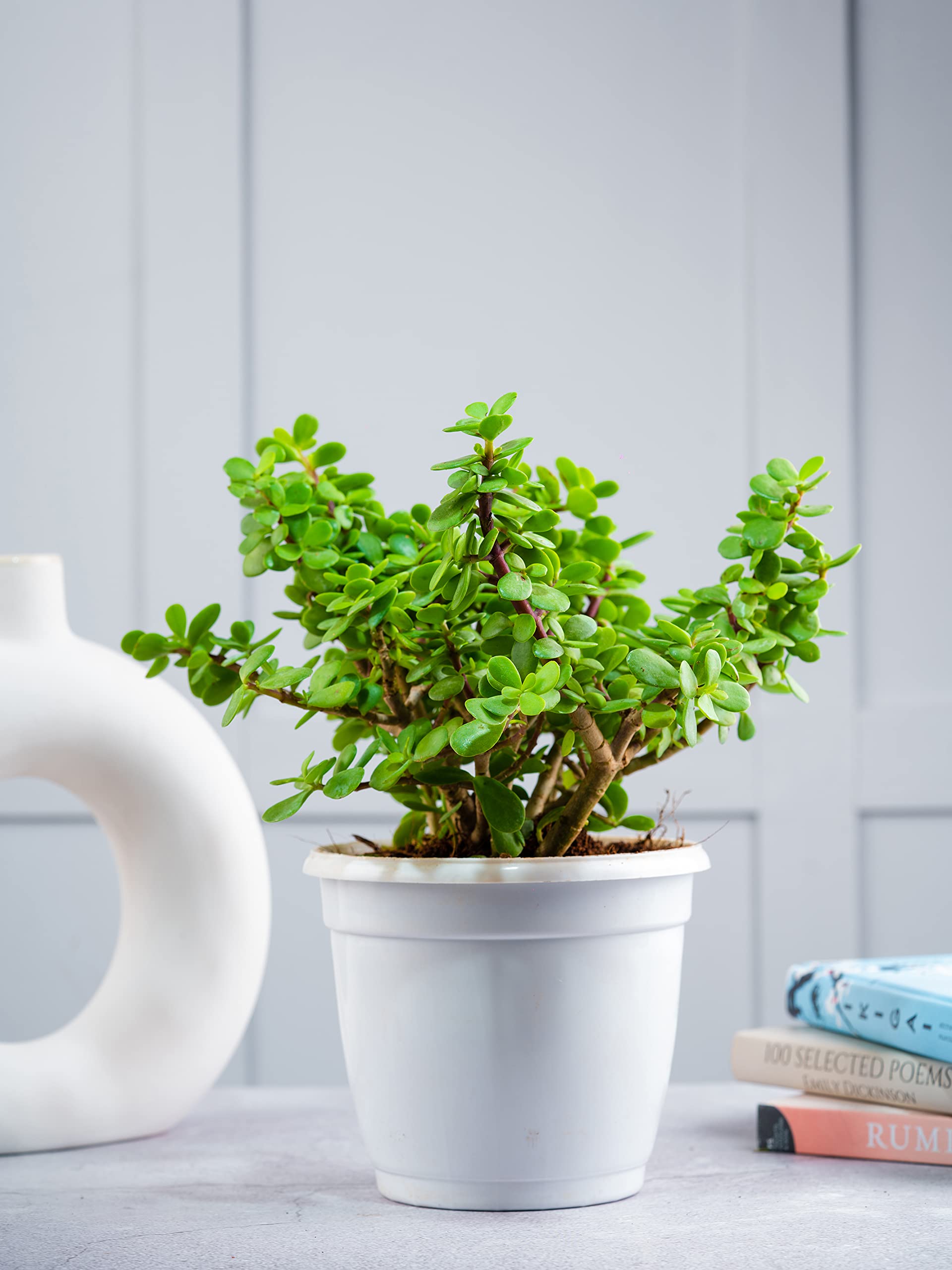 Nurturing Green® Jade Plant with White Plastic Pot (Size: Large) | Indoor Plants for Living Room | Plants For Garden | Live Plants With Pots | Lucky Plants For Home Indoor (B0987Y8FJK) Amazon Price History, Amazon Price Tracker