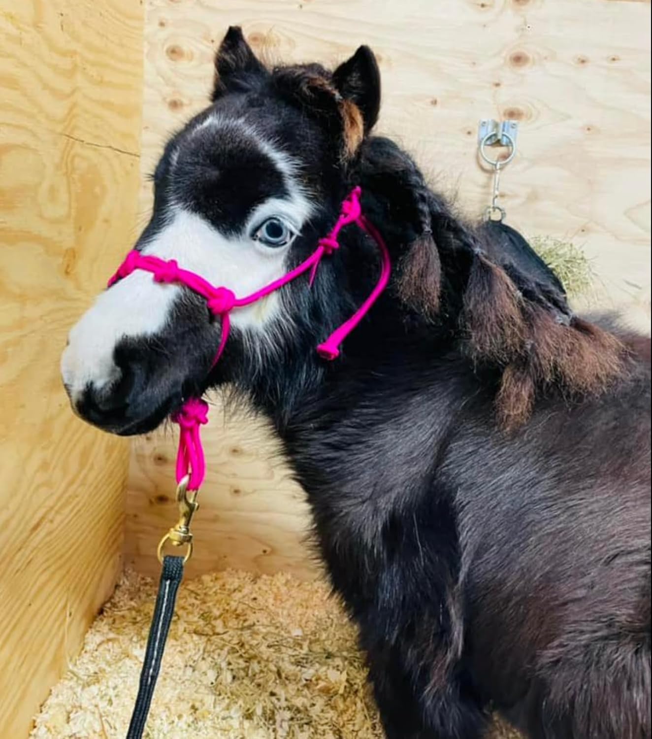 Mini-Pony 4 Knotted Training Rope Horse Halter with Stiff Cord, Adjustable, Long Lasting, Quick Release Buckle (Light Pink, X-Large Pony 42-52)