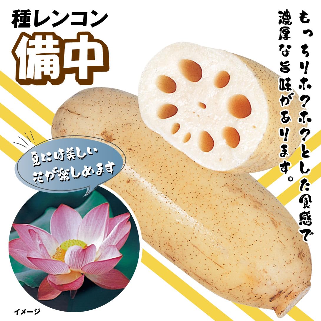 れんこんパパ専用 れんこんパパ専用 れんこんパパ専用 【公式通販】