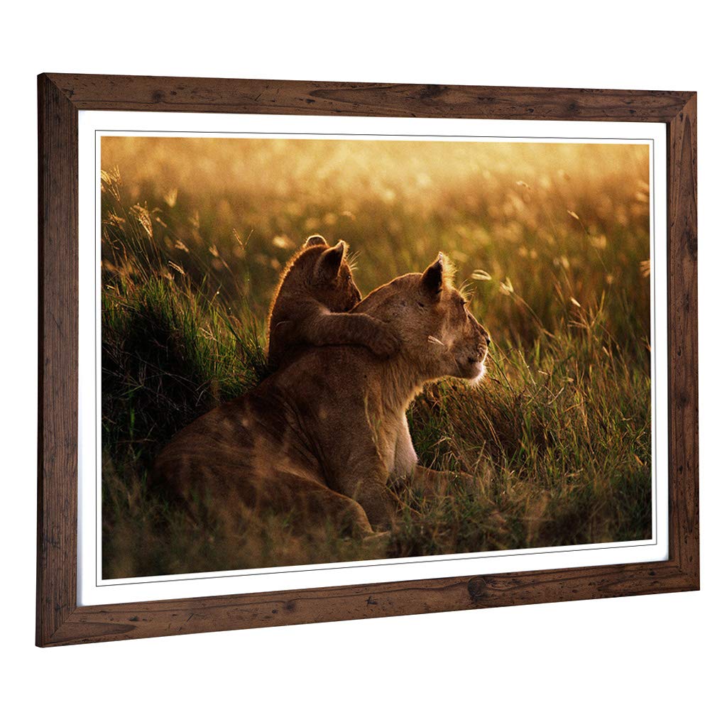 Big Box Art Framed Print of Lion Lioness with Cub Design | Wall Art Picture | Home Decor for Kitchen, Living, Dining Room, Lounge, Bedroom, Hallway, Office, Walnut, A2 / 24.5x18 Inch / 62x45cm