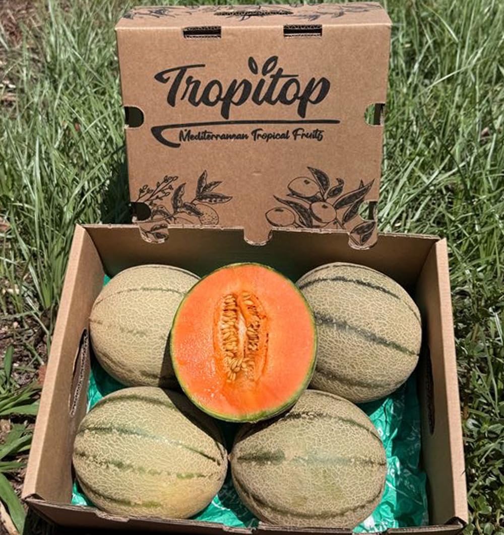 Caja de Melones cantalupo | 2 o 3 unidades. Entre 1kg y 1,5kg cada pieza. Fruta dulce cultivada de forma sostenible en Castellón (España), directo del agricultor (2 Unidades)