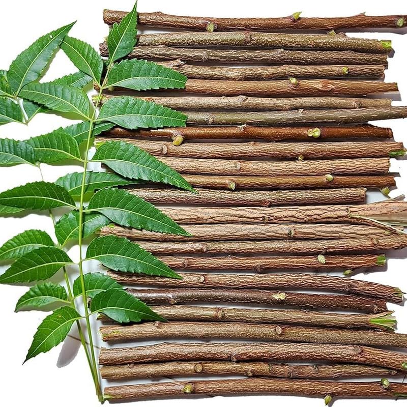 Neem Healthy Stick Organic Dental Chewing Sticks for Teeth Strength and Gum Care, Size 6 Inch Natural Oral Hygiene (20 Healthy Stick)-image-43