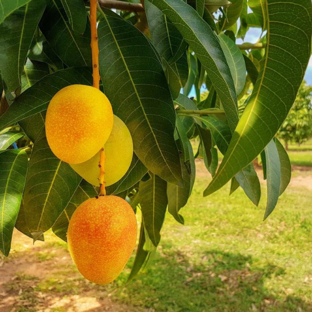 See full amazon price history chart for Nursery Live Rare Mango Fruit Plant (Alphonso Ratnagiri, Grafted Hybrid) Exotic 1 Live Fruit Plant Nursery Live Rare Mango Fruit Plant (Alphonso Ratnagiri, Grafted Hybrid) Exotic 1 Live Fruit Plant (B09CPPZMFY) Amazon Price History, Amazon Price Tracker