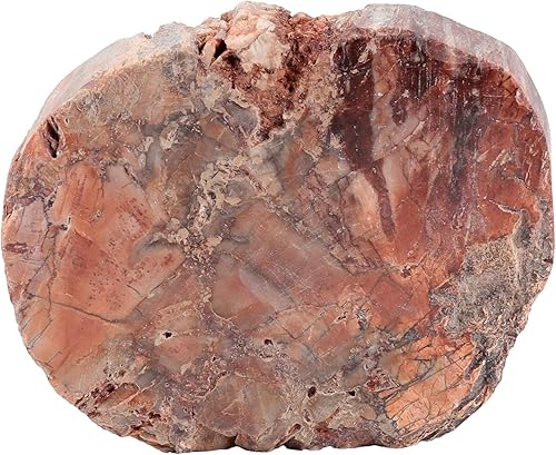 Amogeeli Muestre de piedra de madera petrificada natural para colección, decoración de cristal mineral irregular para el hogar y la oficina, pequeño