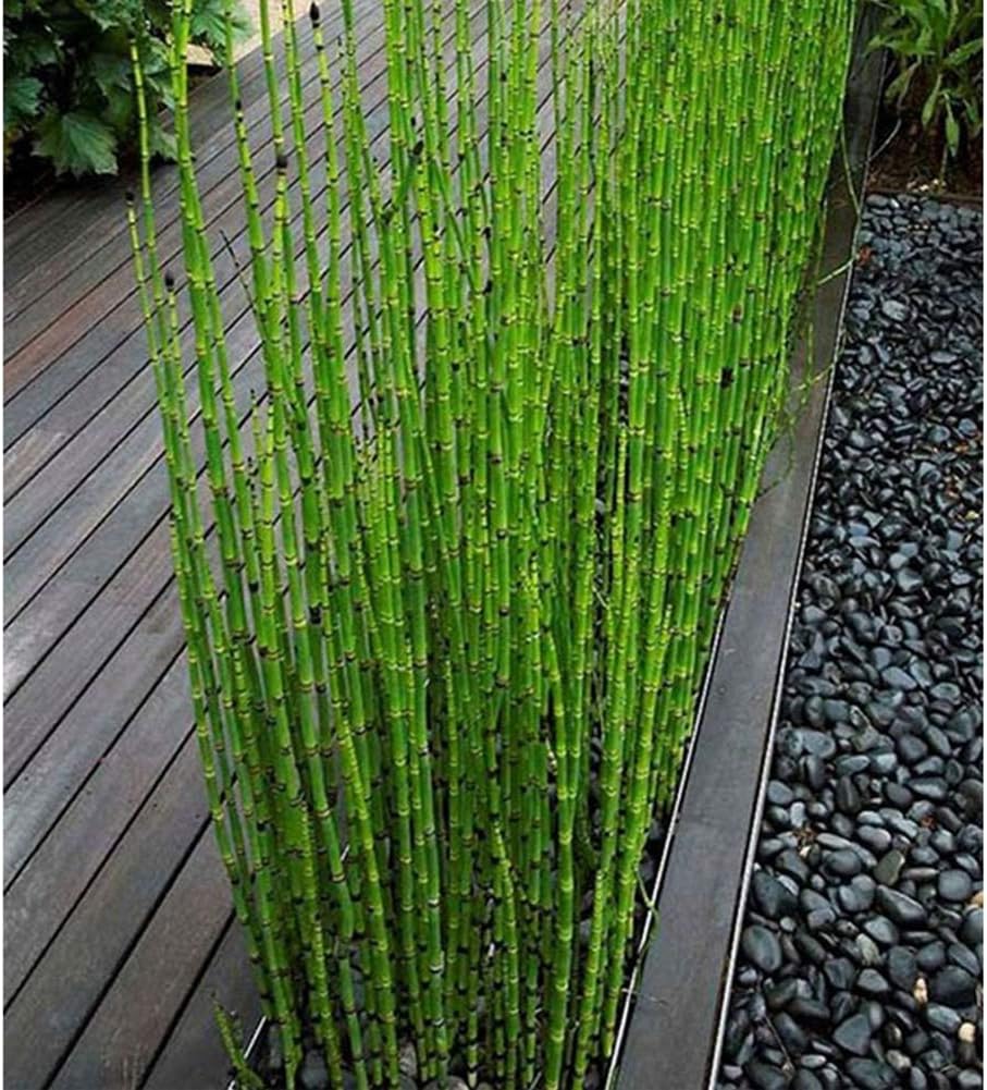 Moso Bamboo Seeds,KimcHisxXv 60Pcs Seeds Garden Yard Balcony Bonsai Plant Office Home Decor - Moso Bamboo Seeds