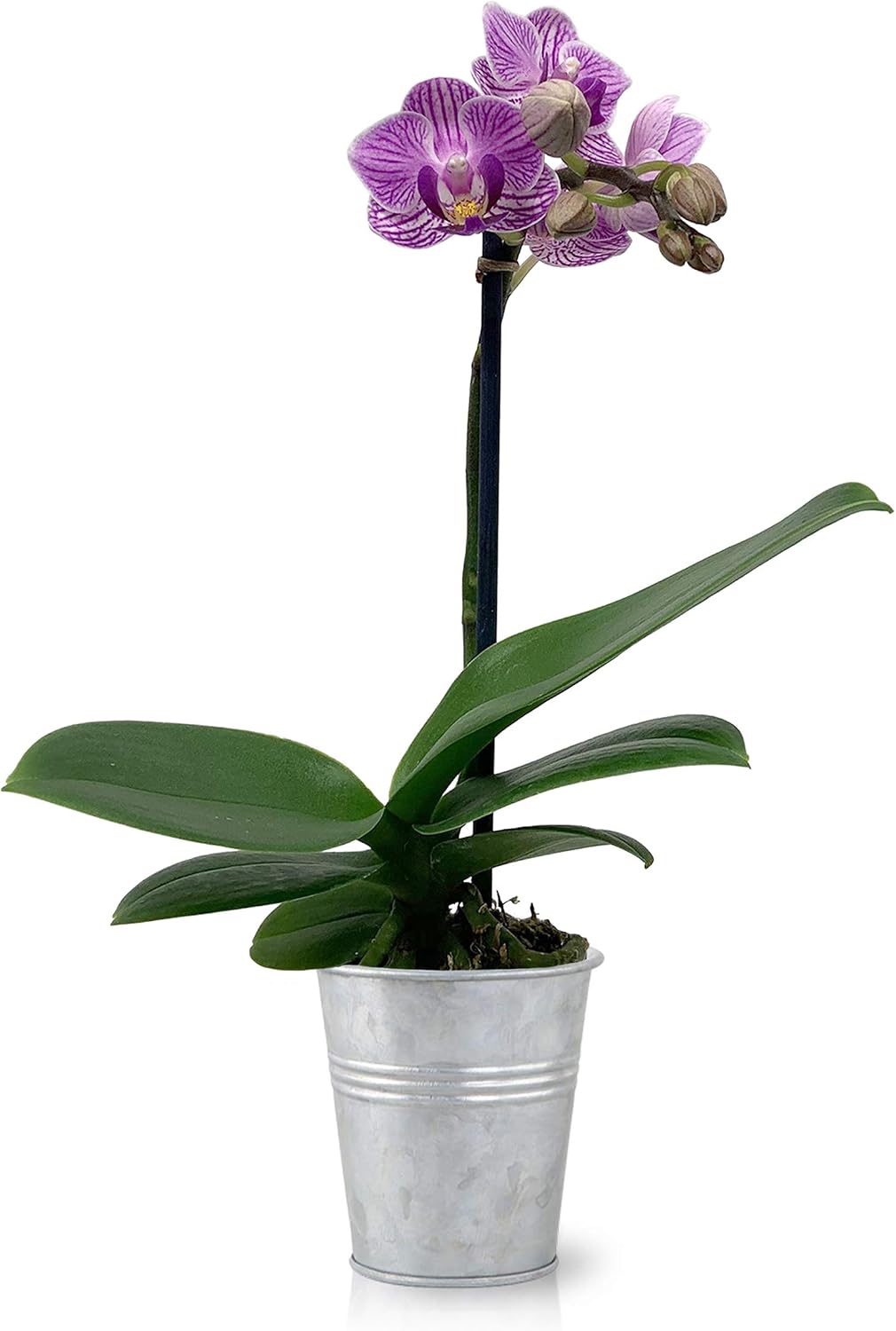 Color Orchids Live Phalaenopsis Mini Orchid Plant in Tin Pot, 8"-12" Tall, Pink Blooms
