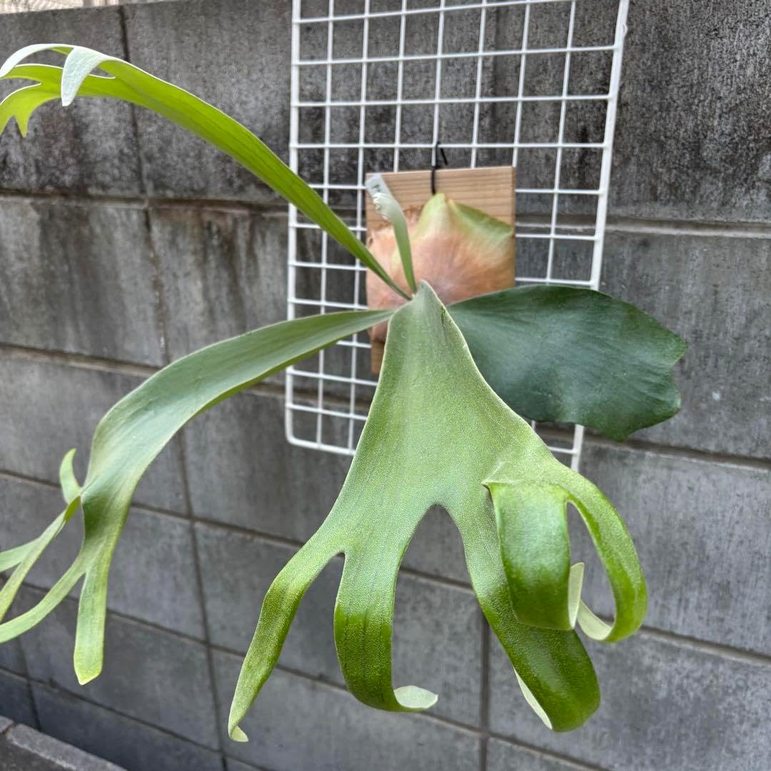 veitchii wild sp select #1 子株 ビカクシダ patragarden#1 株分け品