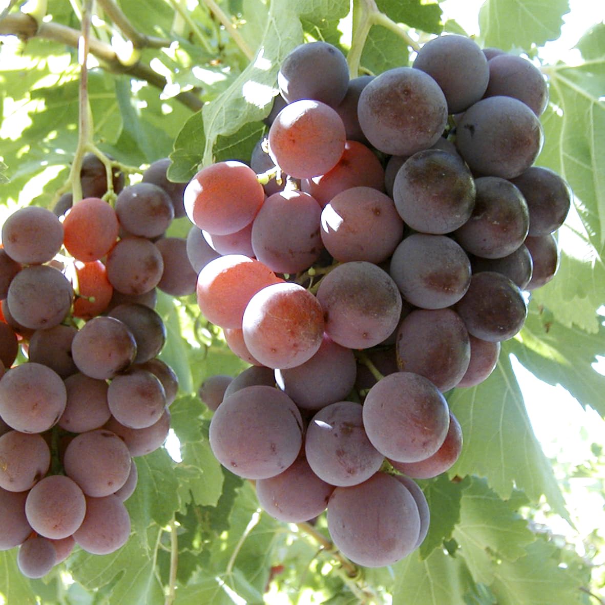 Barbatelle di uva da tavola, Piante di Vite a radice nuda di Prima scelta, Piante innestate. (5, Red Globe)