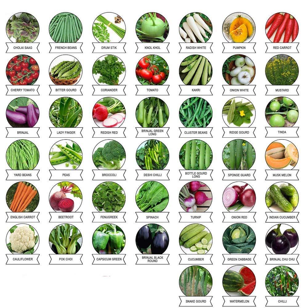Rosemary Vegetable Seeds Combo Pack of 45 Varities (B08W53LJCS) Amazon Price History, Amazon Price Tracker
