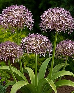 Perennial Farm Allium Christophii (Star of Persia) – Live Ornamental Oni...