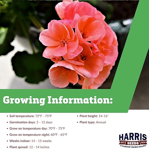 Miniatura 2 de Geranium - Maverick Salmon F1 - Flores de salmón - Semillas de flores