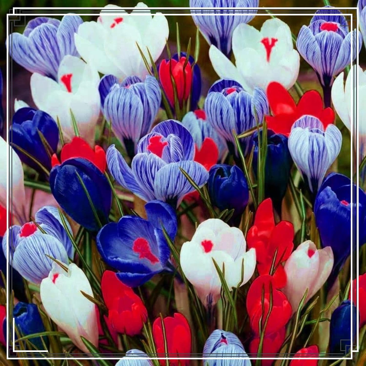 Krokus BlumenzwiebelnWinterhart Krokus Zwiebeln,Es Lohnt Sich Zu