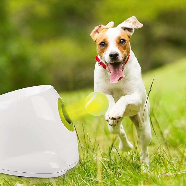 Foto 6 de 8 de BoT 6 pelotas de tenis para perros grandes