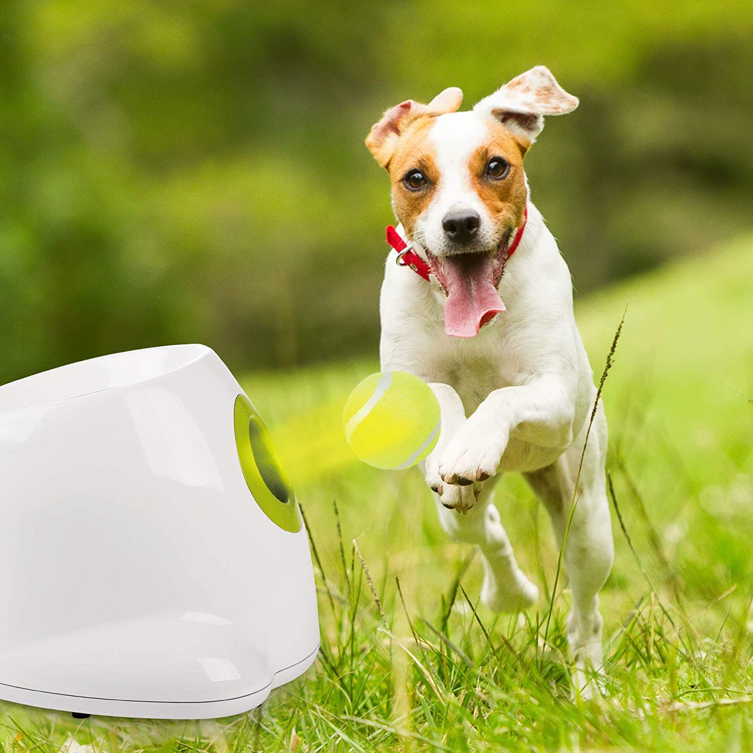 OT Lanzador de Bolas automático para Perros, Incluye 9 Pelotas para Perros. Juguete Interactivo para Perros para el hogar y el Aire Libre (Ifetch Mini 9 x 5 cm, Verde)