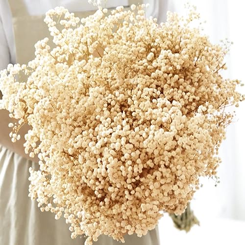 Ramo de flores secas para el aliento del bebé paquete grande mejorado de flores blancas naturales a granel ramas de gypsophila para bodas jarrón de