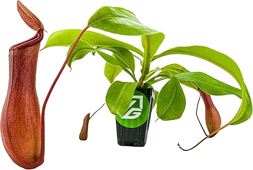 Miniatura 3 de Planta carnívora tropical Nepenthes Alata para jarrón, planta viva
