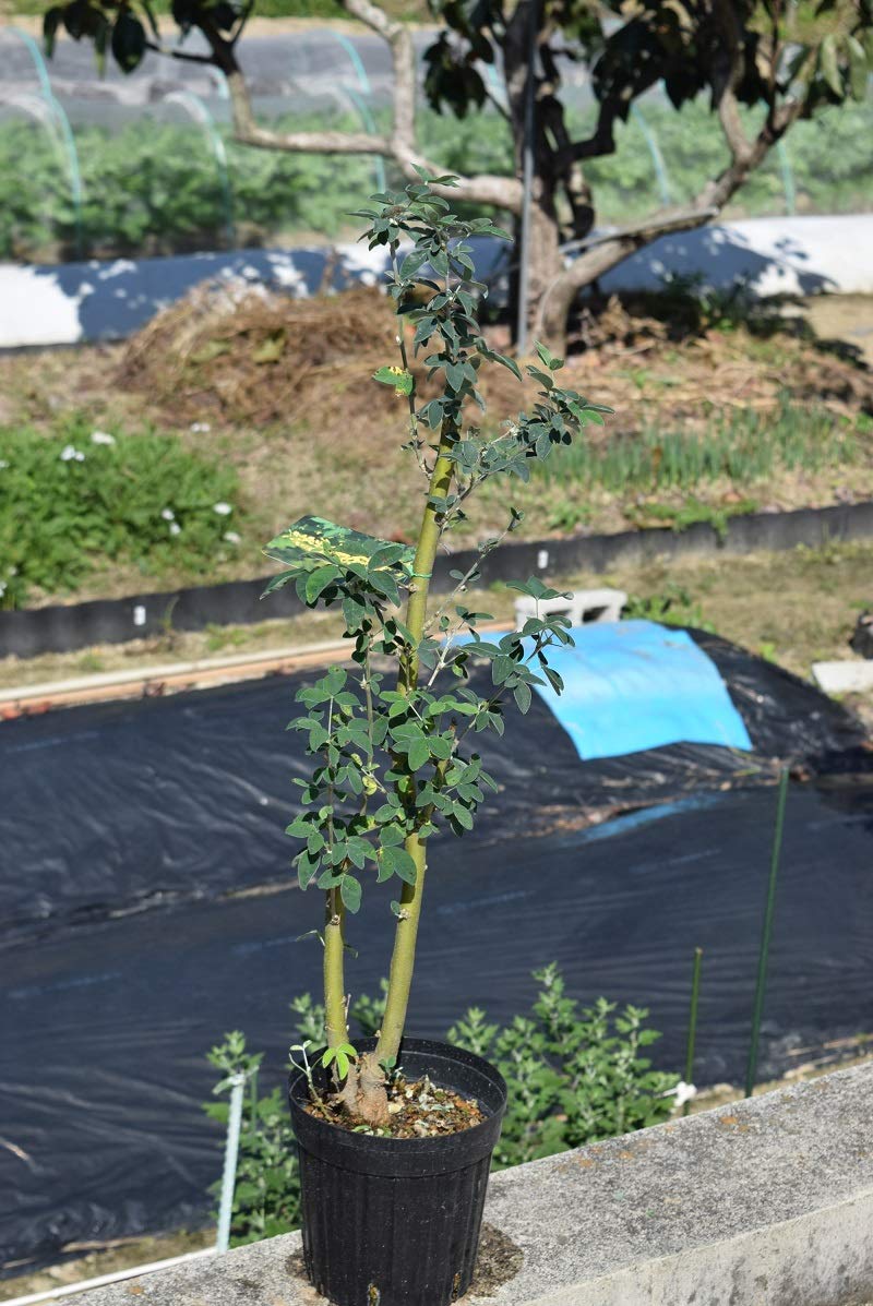 Amazon.co.jp: キングサリ苗花植木苗 地植え苗 黄花苗 接ぎ木苗花木苗