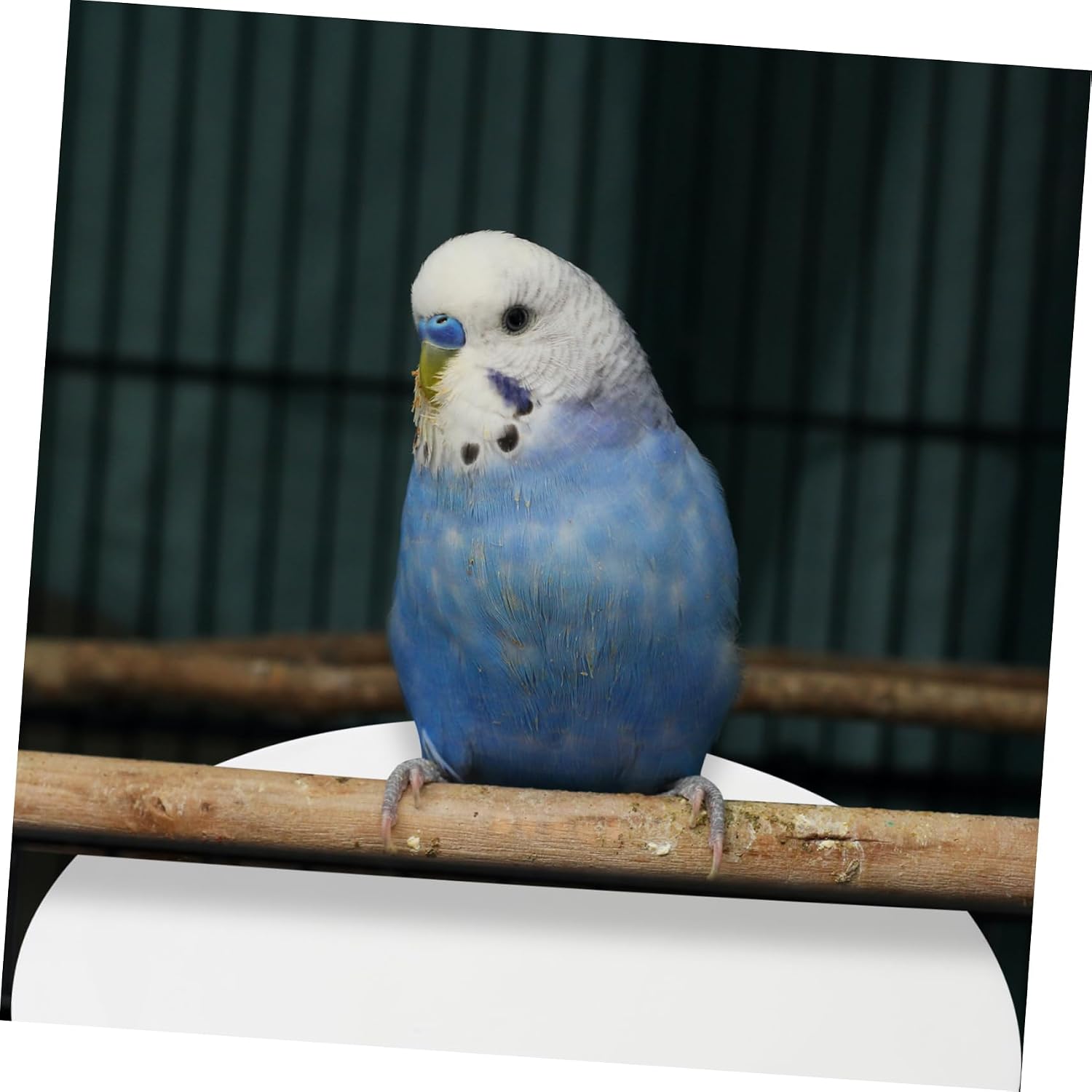POPETPOP 100pcs Absorbent Bird Cage Liners Natural Paper Mat for Parrots and Birds Safe Simplifies Cleaning Diameter Accessory