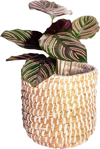Shop Succulents Colección del Día de San Valentín - Calathea Ornata dama pintada planta de casa viva en elegante maceta de yute blanco y marrón