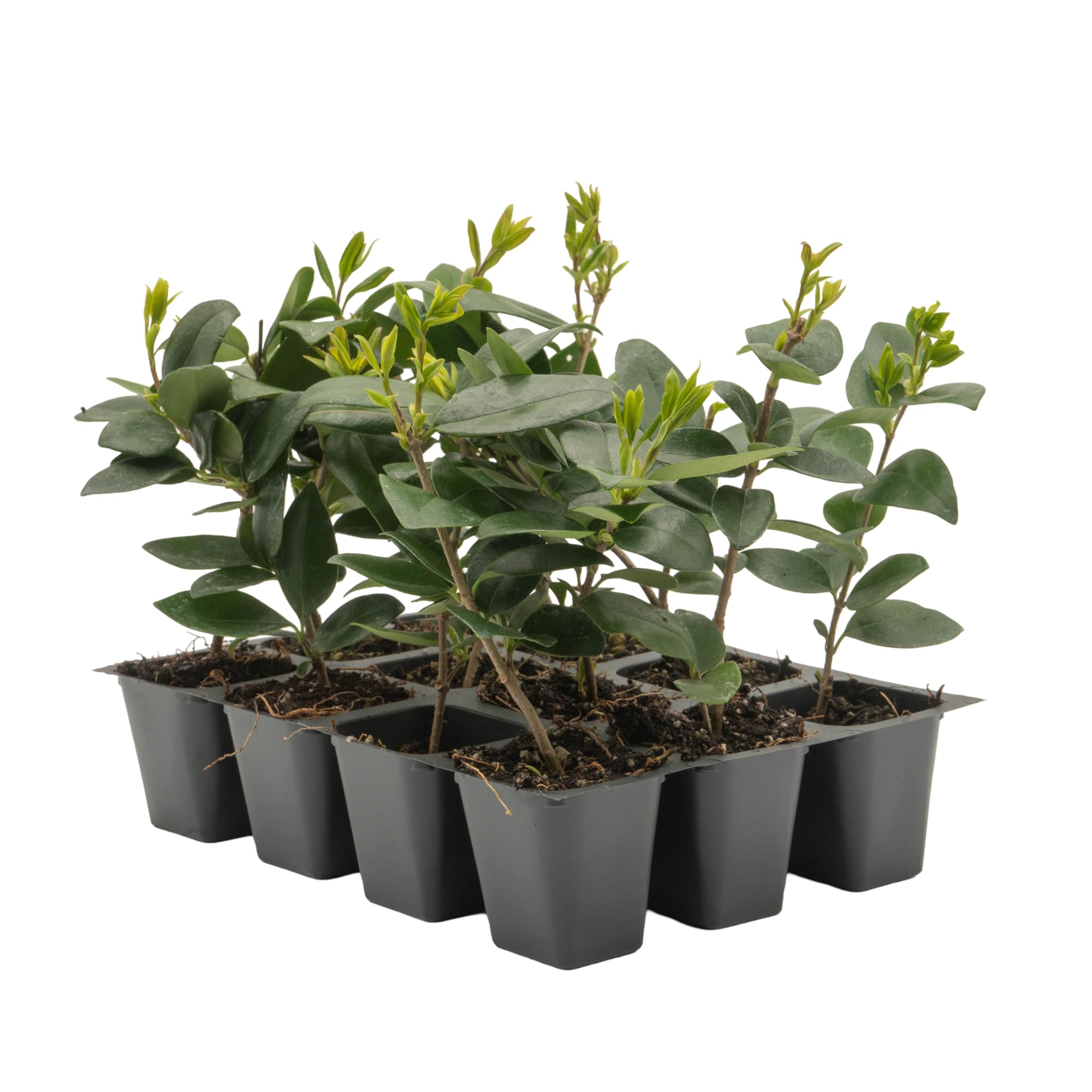 CitronellaKing 12 Waxleaf Privet