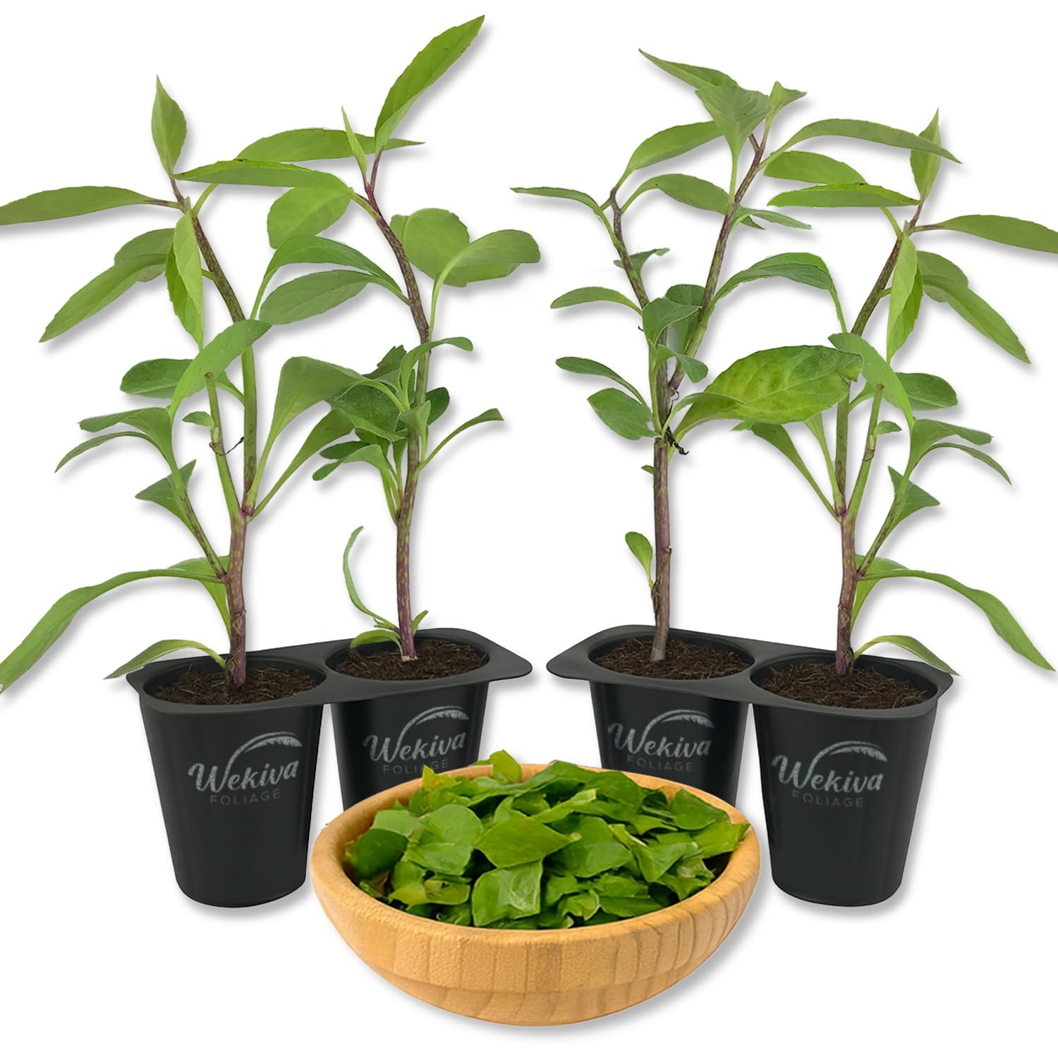 Longevity Spinach 4-Plant Pack