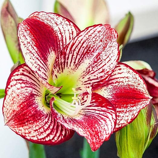 Amazon アマリリスの球根 珍しい緑の葉の花束 鮮やかな色と鮮やかな色の花 赤と白 8球根 花