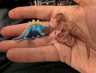 Review Image by Steve Steve