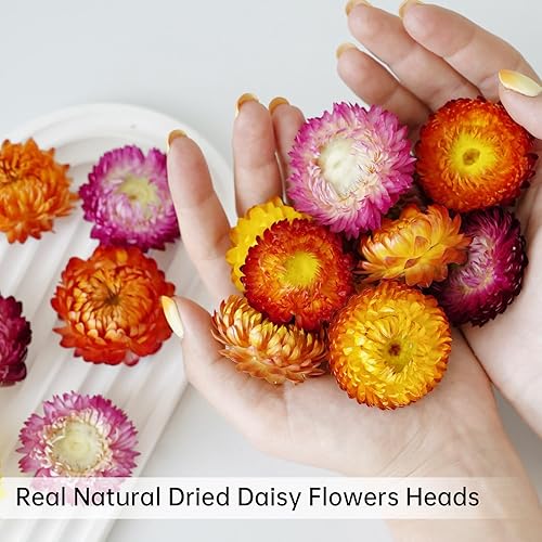 Miniatura 2 de Cabezales de flores de margaritas secas naturales, 30 40 unidades, margaritas gerberas, girasoles reales, crisantemo, arreglos florales secos para