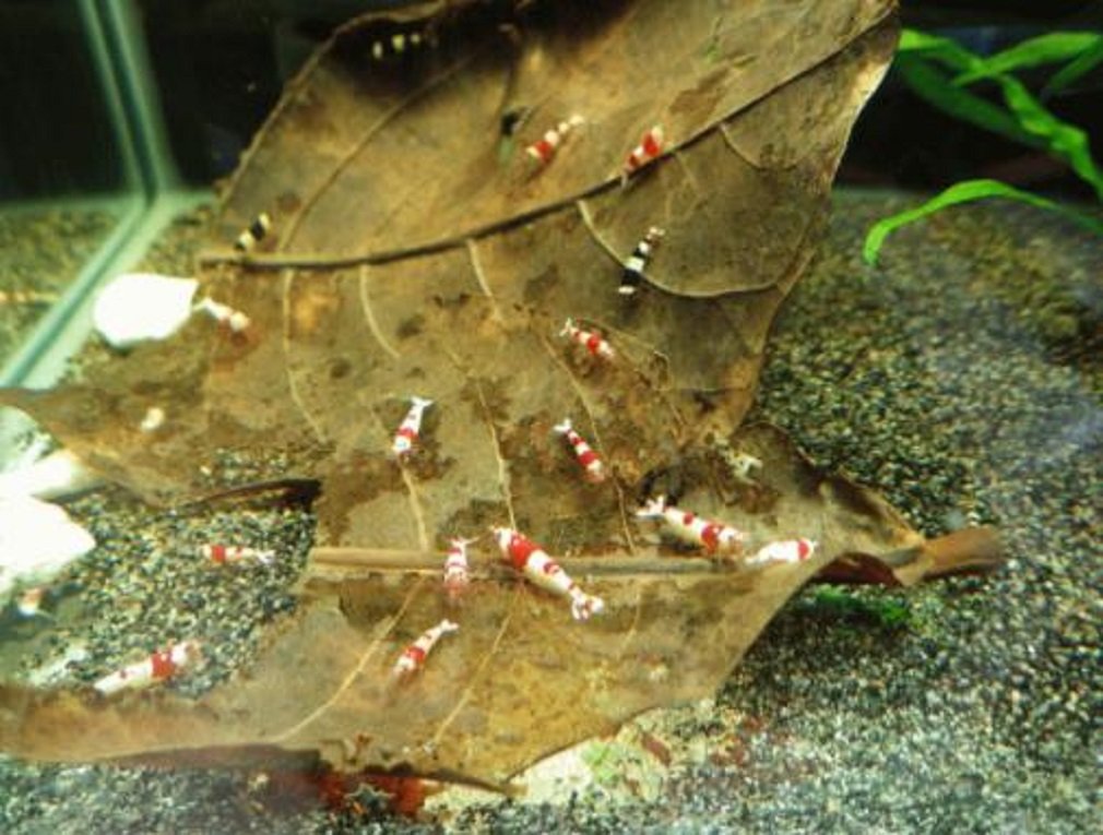 Amazon | 国産 マジックリーフ ドクターリーフ 10cm~25cm (15枚