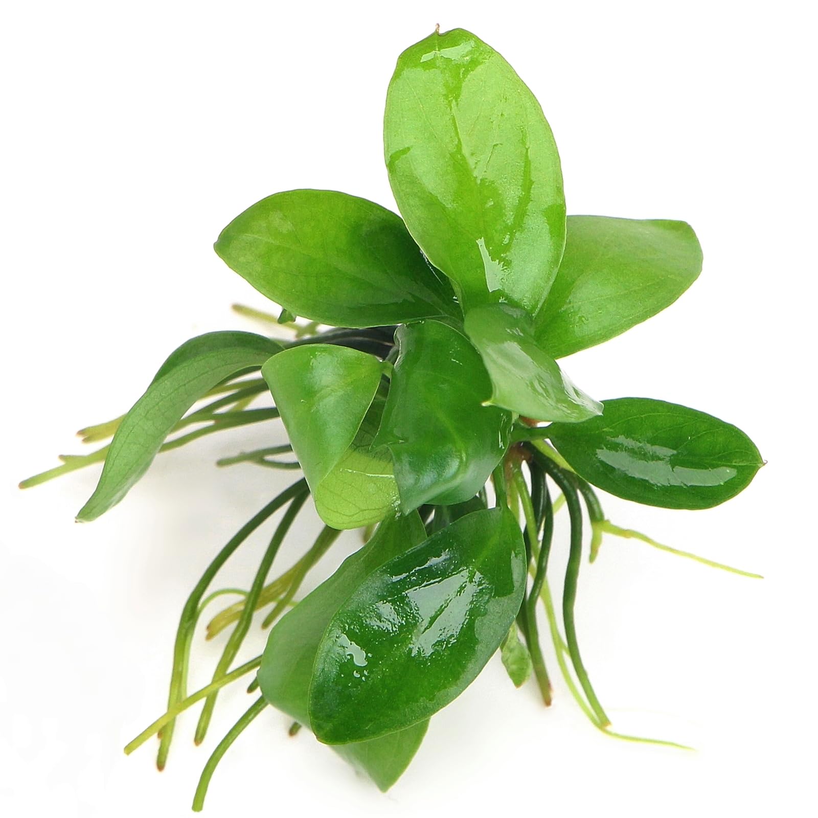 K2AQUA Anubias Barteri VAR Barteri in Vitro Live Aquarium Plant Broad Leaf Epiphyte Low Light Easy Care Foreground Midground Shrimp Safe Freshwater Tropical