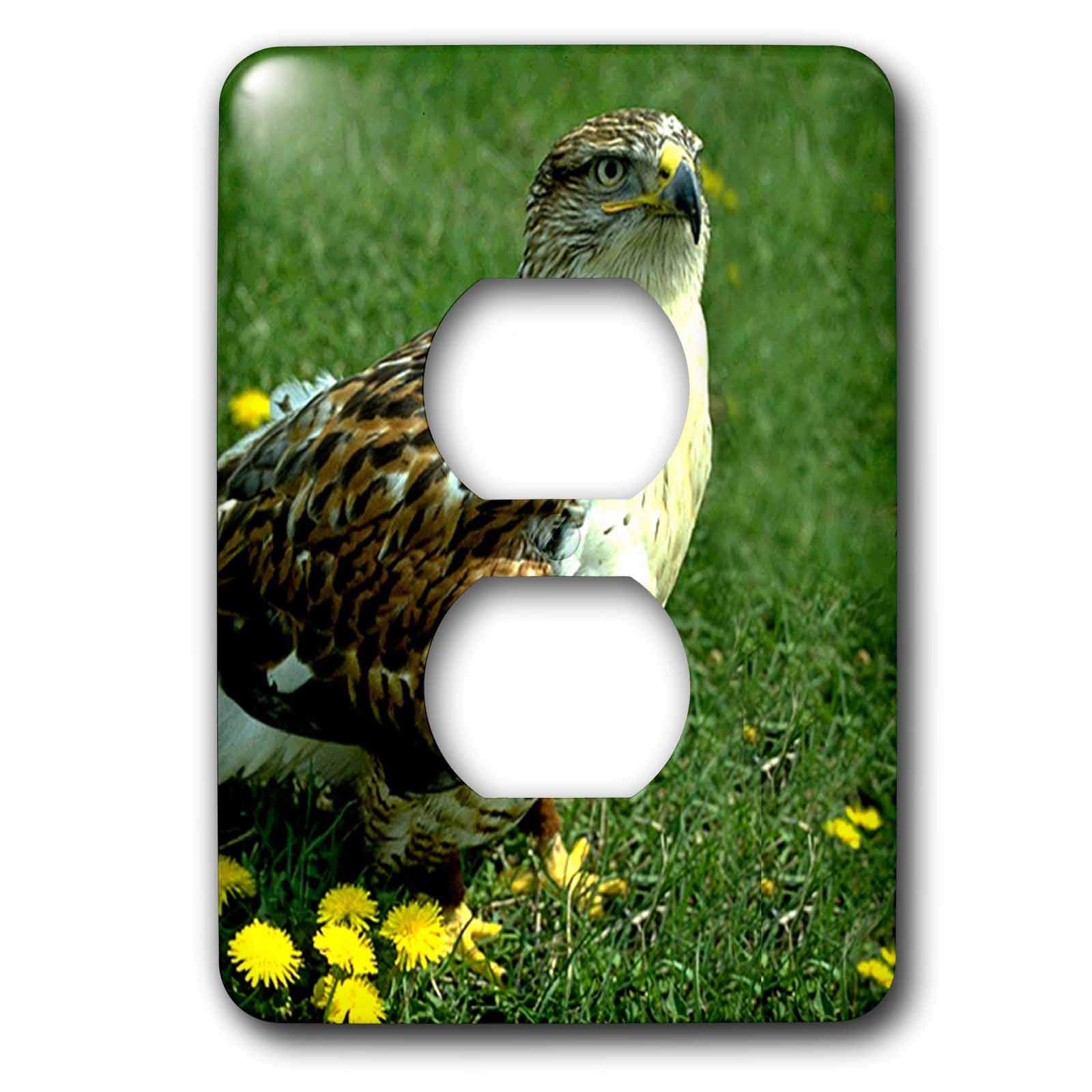 Feruginous Hawk 2 Bouchon de prise 3dRose lsp_677_6 pour décoration murale
