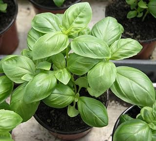 Indoor Basil Green Leaf Seeds Vegetable for Planting Giant Organic Non GMO 500 Seeds