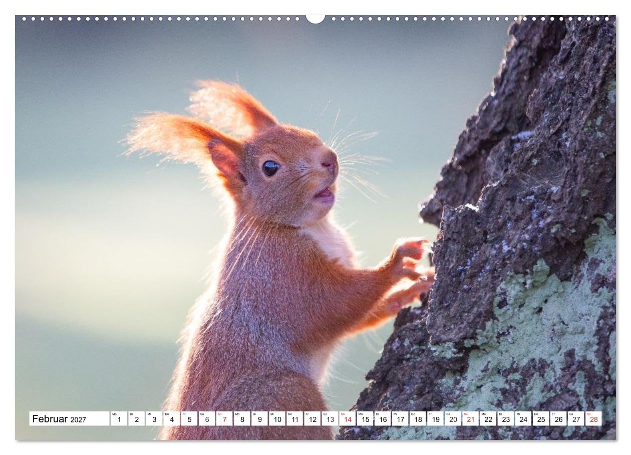 CALVENDO · Eichhörnchen im Königlichen Garten (Kalender 2027) | DIN A2 Querformat · Wandkalender · Eichhörnchen im Hannoverschen Berggarten
