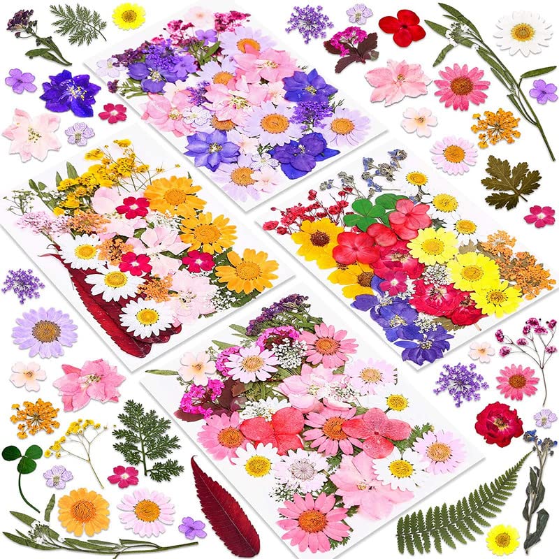 Kavya Fashion Dried Pressed Real Flowers | Multicolored Mixed Multiple Dry Flowers | Natural Real Flower Leaves Material | Decorative, Crafting, Gifts-image-7