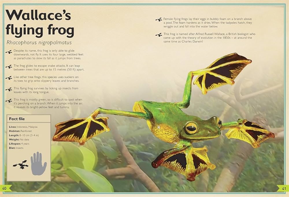 Magnificent Book Of Reptiles Amphibians: Jackson, Tom