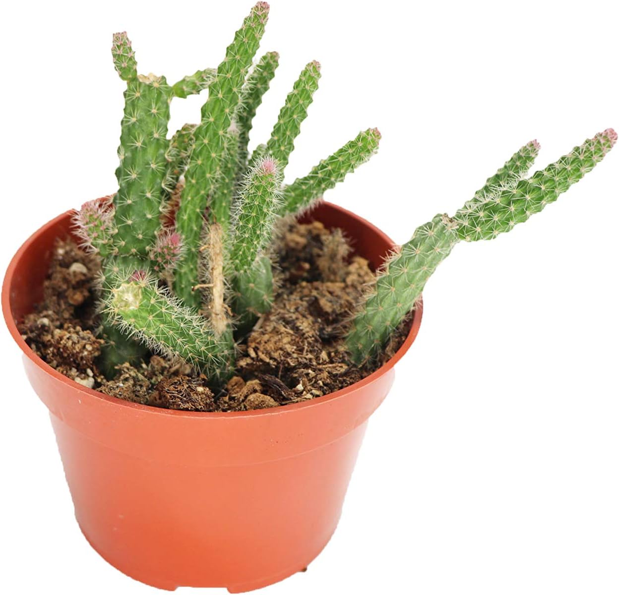 Amazon.com: Planta de cactus de cola de rata : Patio, Césped y Jardín