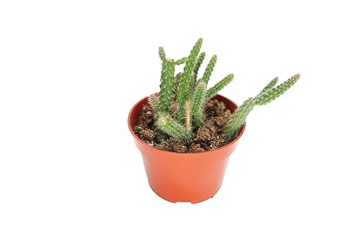 Rat Tail Succulent - 4" from California Tropicals