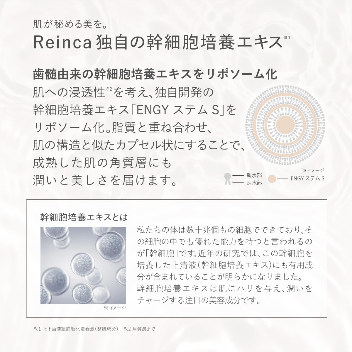 Amazon | 【Reica独自の幹細胞培養エキス配合】 Reinca ステム