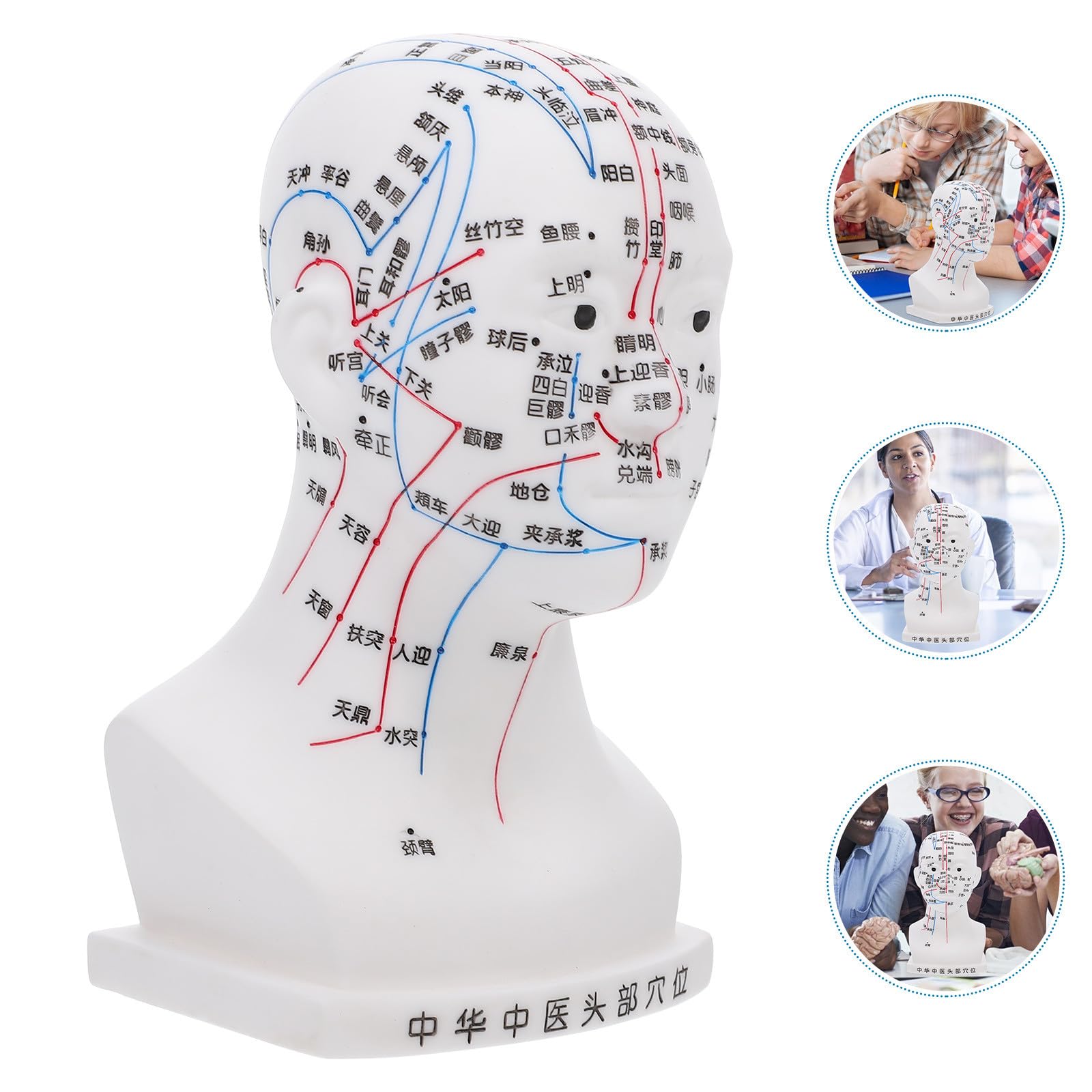 POPETPOP Medizinisches Weiß aus Pvc Kopfakupunkturmodell mit Ergonomischem Design Lehrhilfe 20cm für Kopfmassage und Akupunktur im Klassenzimmer