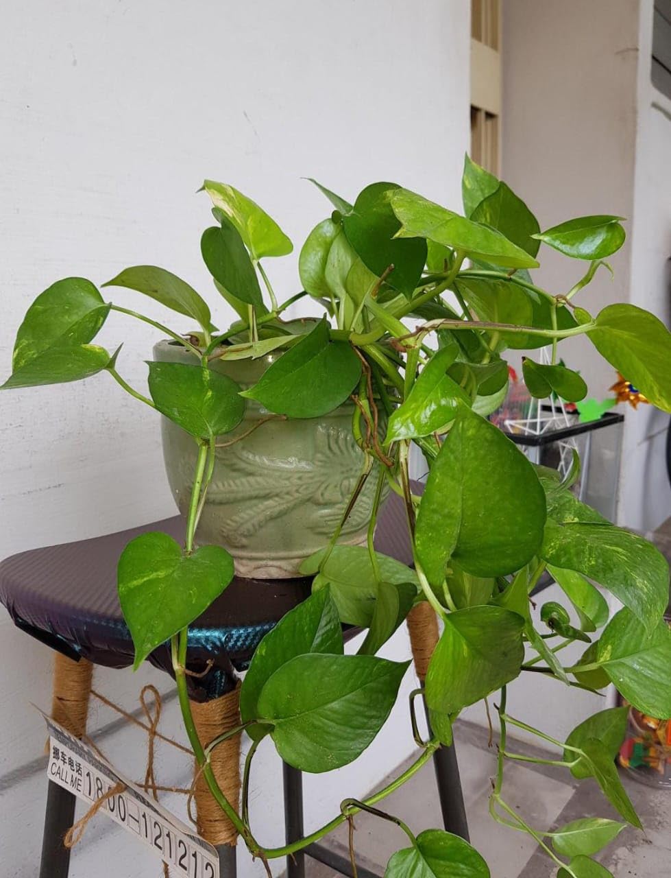 See full amazon price history chart for Air Purifier Good Luck Money Plant Real Indoor Plant for Home, Living Room, Kitchen, Office, Table Air Purifier Good Luck Money Plant Real Indoor Plant for Home, Living Room, Kitchen, Office, Table (B0D8Y1KR1W) Amazon Price History, Amazon Price Tracker