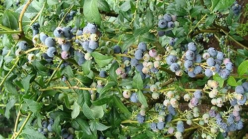 Miniatura 4 de 50 semillas de frutas Northern Highbush Blueberry Bush pre estratificadas