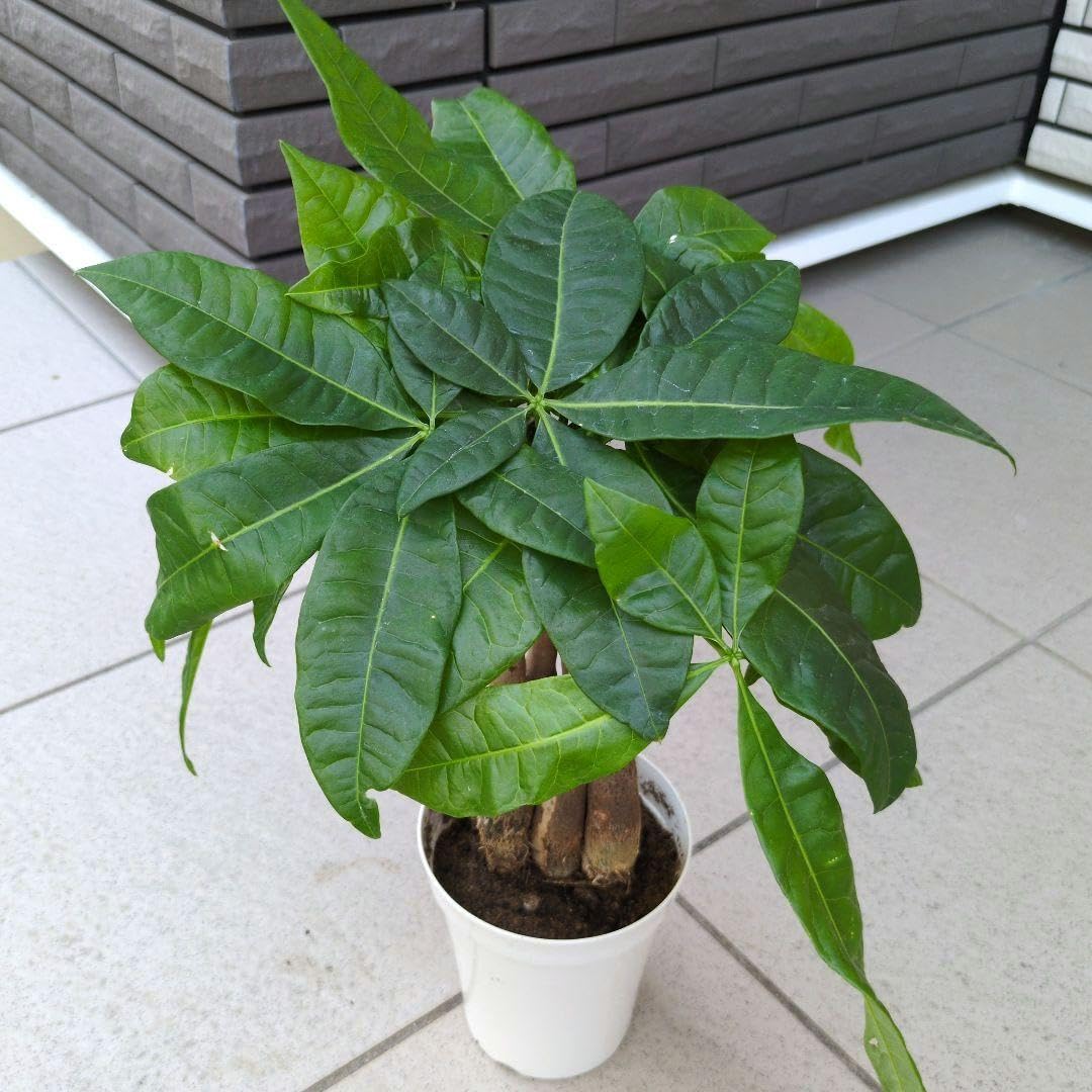 観葉植物　パキラ　アクアティカ　グラブラ　編み込み仕立て ８号鉢 Amazon｜観葉植物 パキラ アクアティカ グラブラ 発財樹 5本ねじり