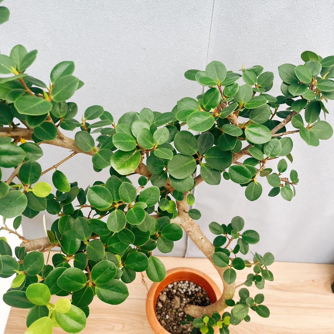 ラクダ　パンダガジュマル パンダガジュマル/青山フラワーマーケット/SOL(ソル) Gray | 青山