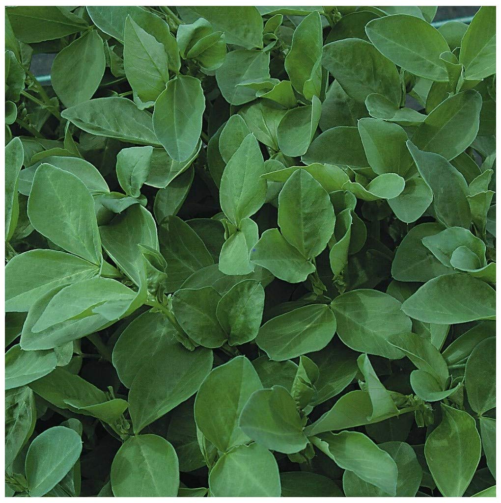 PREMIER SEEDS DIRECT - Green Manure Seeds - Field Bean (Maris Bead) (2 KG)